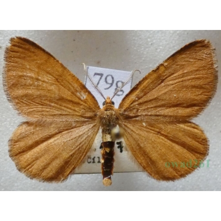 Macaria brunneata (Thunberg, 1784) Witalnik rdzawiak Czech79g